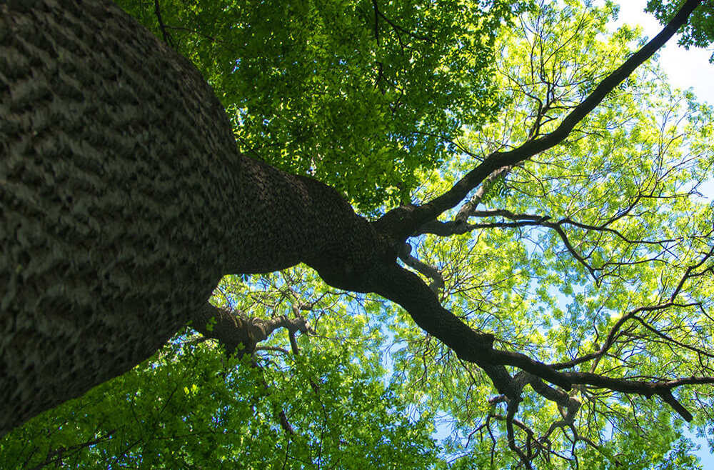 Zakładanie wiązań elastycznych w koronach drzew